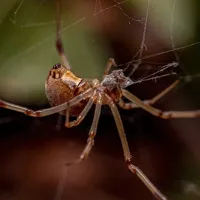 brown widow