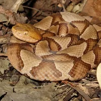 copperhead snake