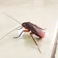 roach
